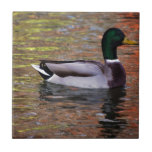 PÁSSAROS MASCULINOS A do PATO SELVAGEM do PATO Mal Azulejos