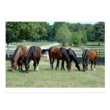 Pastando os cavalos de um quarto cartões postais