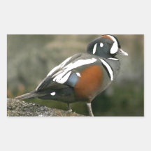 Pato do Harlequin (drake) Adesivo Retângular