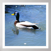 Pato do primavera impressão