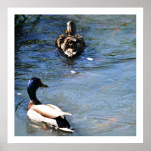 Pato do primavera posters