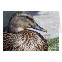 Pato fêmea cartão