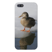 Pato selvagem fêmea iPhone 5 capa