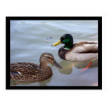 Patos em um cartão da lagoa cartao postal