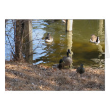Patos & gansos cartoes