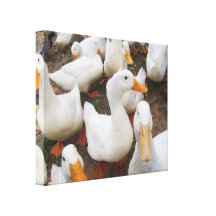 Patos Impressão De Canvas Envolvidas
