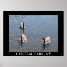 Patos no Central Park, impressão de NY