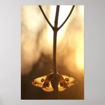Pavonia do Saturnia Poster