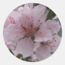 peachblossoms adesivo redondo