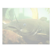Peixe-gato amarelo convites