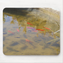 Peixes alaranjados na lagoa de agua potável mousepad