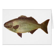 Peixes - baterista - sydneyanus do Kyphosus Cartoes