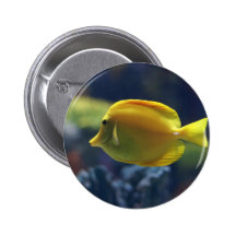 peixes tropicais botons