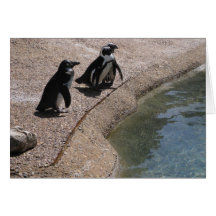 Pengiuns Cartao