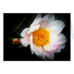 Peônia cor-de-rosa macia cartões