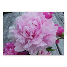 Peônias cor-de-rosa/peônia Notecard Cartoes