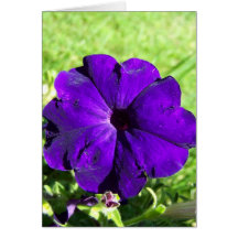 Petúnia roxo cartoes