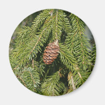 Pinecone Imã