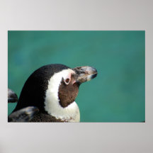 Pinguim africano posters
