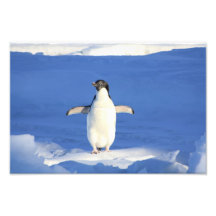 Pinguim bonito foto artes