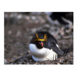 Pinguim do macarrão que senta-se no ovo cartao postal