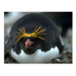 Pinguim do macarrão que senta-se no ovo cartão postal