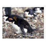 Pinguim do macarrão que senta-se no ovo cartão postal