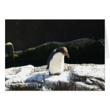 Pinguim na rocha cartão