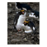 Pinguins do macarrão - pares no ninho cartões postais