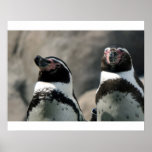 Pinguins Poster