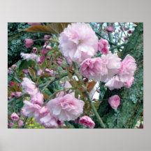 Pintura a óleo das flores de cerejeira posteres