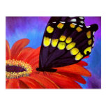 Pintura preta da margarida da borboleta - multi cartao postal