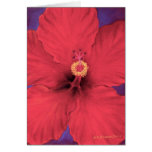 Pintura vermelha da flor do hibiscus - multi cartões