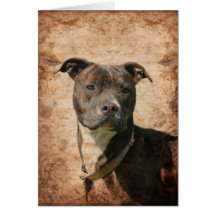 Pitbull Terrier Cartão