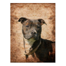 Pitbull Terrier Cartoes Postais