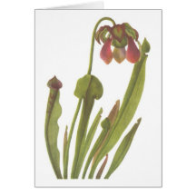 Planta carnívora - catesbaei do Sarracenia Cartões