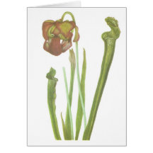Planta carnívora - drummondii do Sarracenia Cartoes
