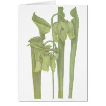 Planta carnívora - flava do Sarracenia Cartao