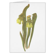 Planta carnívora - menor do Sarracenia Cartoes