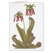 Planta carnívora - psittacina do Sarracenia Cartão