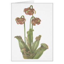 Planta carnívora - purpurea do Sarracenia Cartões
