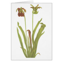 Planta carnívora - rubra do Sarracenia Cartões
