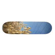 Planta da aveia skate