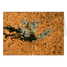 Planta de deserto cartao