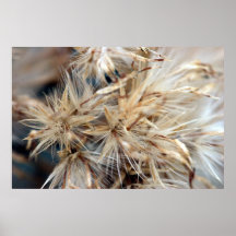 Planta macro posters