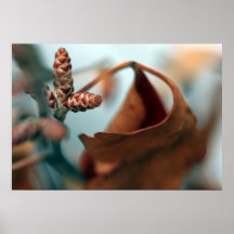 Planta macro posters