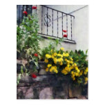 Plantador com o cacto de florescência amarelo cartão postal