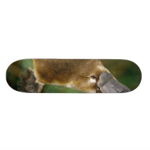 Platypus Skates
