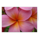 Plumeria cor-de-rosa Notecard Cartão