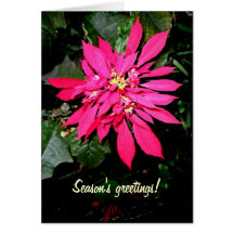 Pointsettia 5 cartão